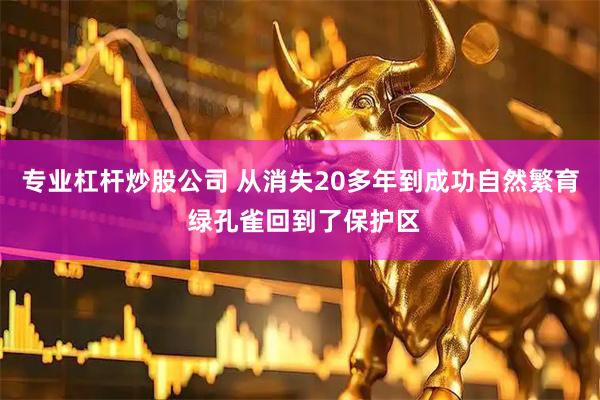 专业杠杆炒股公司 从消失20多年到成功自然繁育 绿孔雀回到了保护区