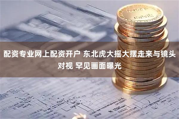 配资专业网上配资开户 东北虎大摇大摆走来与镜头对视 罕见画面曝光